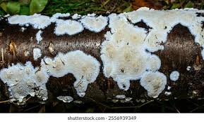 Attēlu rezultāti vaicājumam “Postia rennyi”