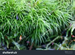 Attēlu rezultāti vaicājumam “Dicranum majus”