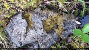 Attēlu rezultāti vaicājumam “Fuligo licentii young”