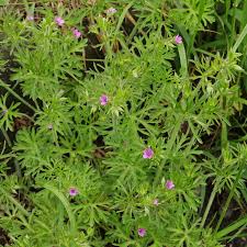 Attēlu rezultāti vaicājumam “Geranium dissectum fruit”