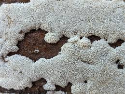 Attēlu rezultāti vaicājumam “Ceratiomyxa fruticulosa sessile”
