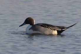 Image result for Anas acuta