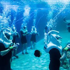 Image result for Exe To Sea Diving