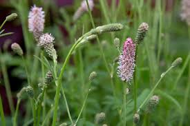 Image result for Sanguisorba officinalis