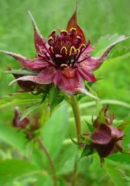 Attēlu rezultāti vaicājumam “Comarum palustre”