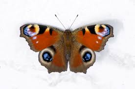 Attēlu rezultāti vaicājumam “Inachis io”