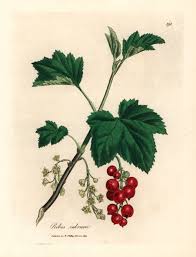 Attēlu rezultāti vaicājumam “Ribes rubrum fruit”