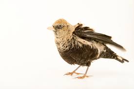 Image result for Melanocorypha yeltoniensis