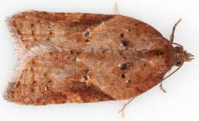 Attēlu rezultāti vaicājumam “Acleris laterana”