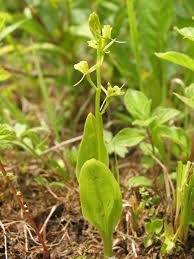 Attēlu rezultāti vaicājumam “Liparis loeselii leaf”