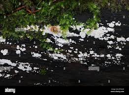 Attēlu rezultāti vaicājumam “Junghuhnia nitida”