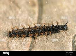 Attēlu rezultāti vaicājumam “Araschnia levana larva”