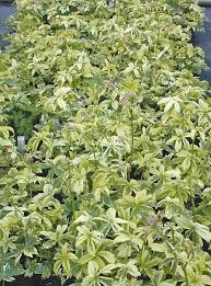 Attēlu rezultāti vaicājumam “Astrantia major leaf”