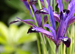 Attēlu rezultāti vaicājumam “Iris reticulata flower”