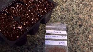 Attēlu rezultāti vaicājumam “Diplotaxis tenuifolia fruit”