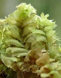 Attēlu rezultāti vaicājumam “Leiocolea rutheana sporophyte”