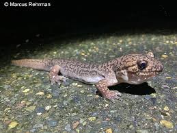 Attēlu rezultāti vaicājumam “Diderma roanense macro”