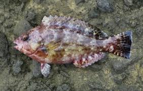 Image result for Calotomus carolinus