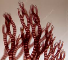 Attēlu rezultāti vaicājumam “Ceramium sp.”