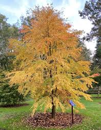 Attēlu rezultāti vaicājumam “Cercidiphyllum japonicum”