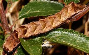 Attēlu rezultāti vaicājumam “Melanchra persicariae”