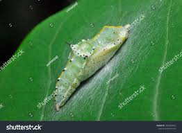 Attēlu rezultāti vaicājumam “Mamestra brassicae pupa”