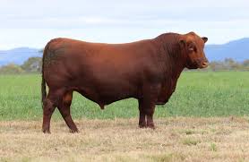 Image result for angusyoun