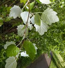 Attēlu rezultāti vaicājumam “Populus x jackii flower”