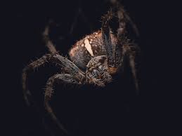 Attēlu rezultāti vaicājumam “Araneus diadematus”