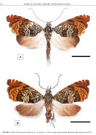 Attēlu rezultāti vaicājumam “Tortricidae”