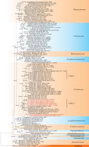 Attēlu rezultāti vaicājumam “Rosellinia desmazieri spores”
