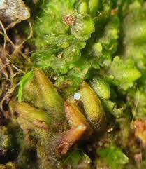 Attēlu rezultāti vaicājumam “Anthocerotopsida”