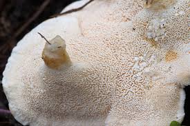 Attēlu rezultāti vaicājumam “Sistotrema confluens”