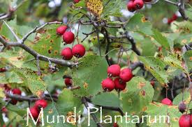 Attēlu rezultāti vaicājumam “Crataegus submollis”