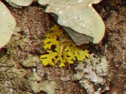 Attēlu rezultāti vaicājumam “Xanthoria candelaria”