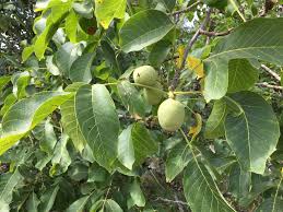 Attēlu rezultāti vaicājumam “Juglans regia”