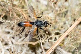 Attēlu rezultāti vaicājumam “Cylindromyia sp.”