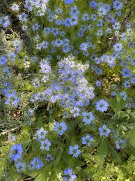Image result for Nigella damascena