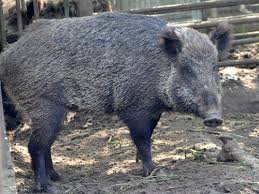 Attēlu rezultāti vaicājumam “Sus scrofa”