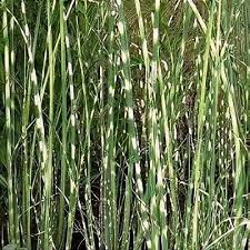 Attēlu rezultāti vaicājumam “Schoenoplectus lacustris subsp. lacustris”