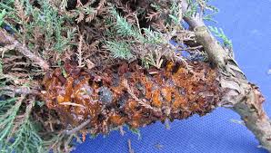 Attēlu rezultāti vaicājumam “Gymnosporangium sabinae”