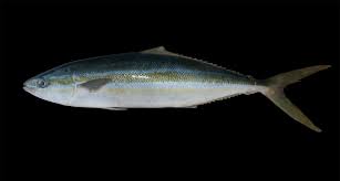 Image result for Elagatis bipinnulata