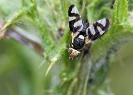 Attēlu rezultāti vaicājumam “Urophora cardui”