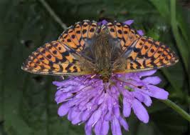 Attēlu rezultāti vaicājumam “Boloria aquilonaris”