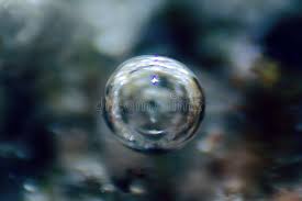 Attēlu rezultāti vaicājumam “Nostoc pruniforme macro”