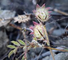 Attēlu rezultāti vaicājumam “Onobrychis arenaria bud”