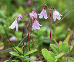 Attēlu rezultāti vaicājumam “Linnaea borealis flower”
