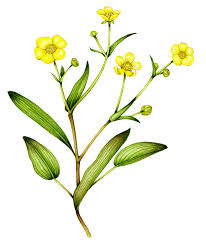 Attēlu rezultāti vaicājumam “Ranunculus flammula”