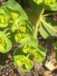 Attēlu rezultāti vaicājumam “Euphorbia helioscopia leaf”