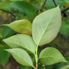 Attēlu rezultāti vaicājumam “Aronia melanocarpa leaf”